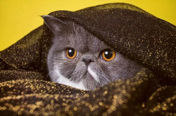 e94fe104a3774e509d2019e11e0d36a6