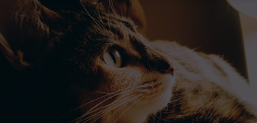 九游老哥J9俱乐部官网 - J9俱乐部老哥互换社区